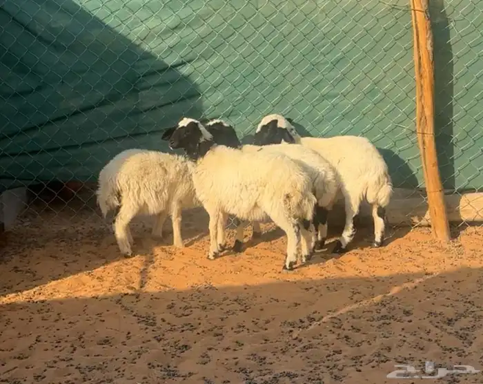 بهم نعيم مشاريك 1