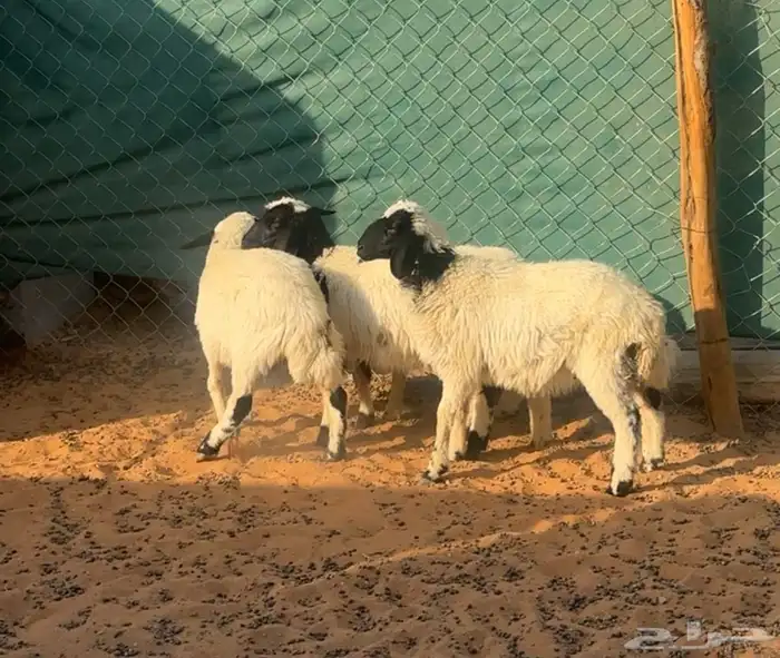 بهم نعيم مشاريك 2