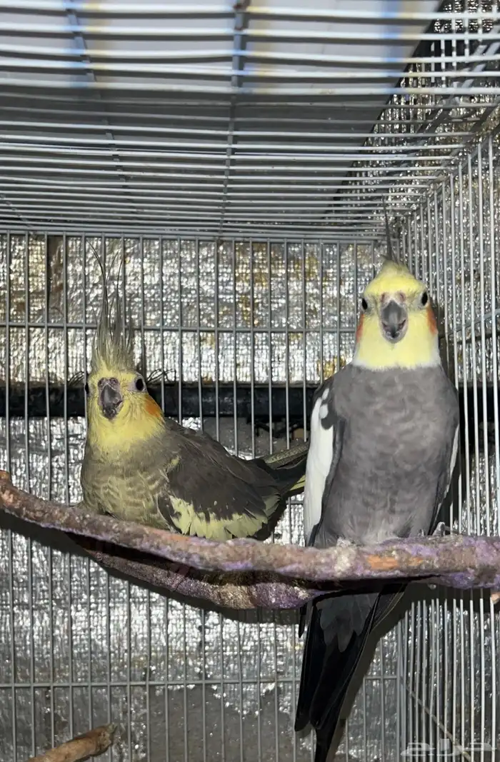 طيور للبيع 10