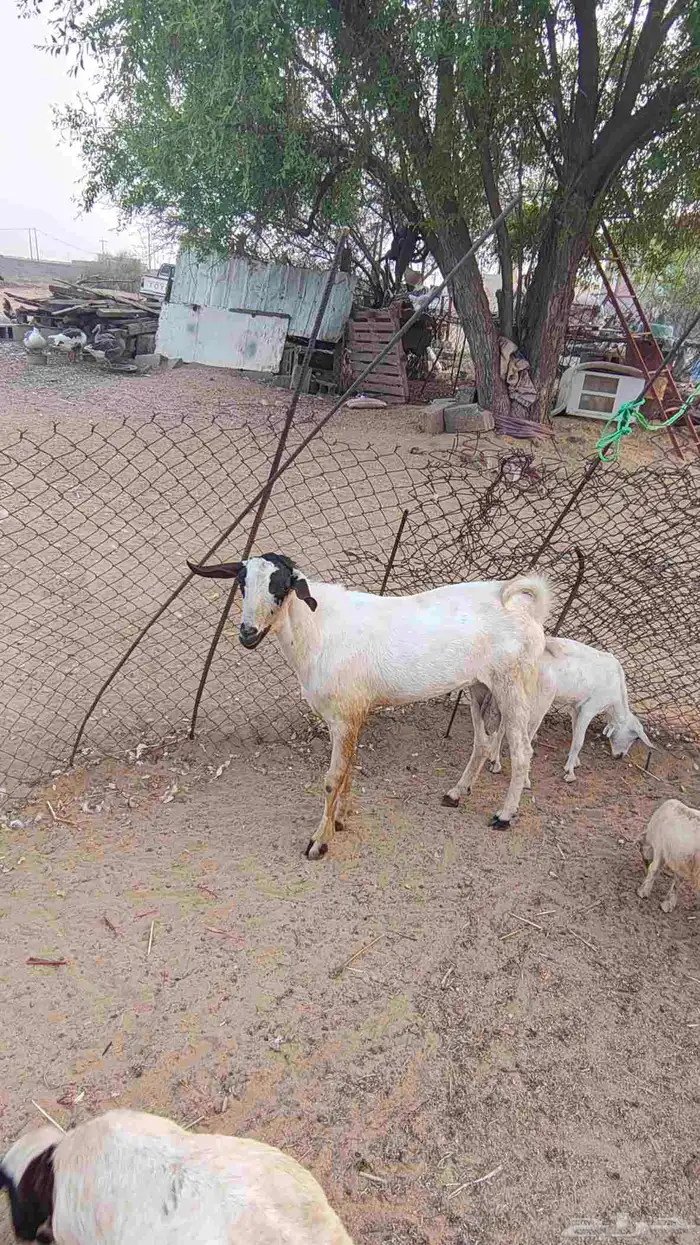 تيوس بلدي فحول مشروطه 5