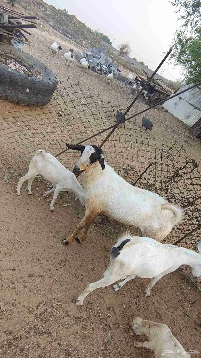 تيوس بلدي فحول مشروطه 2