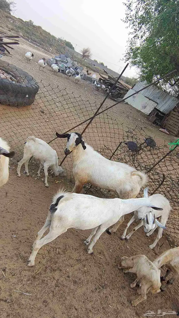 تيوس بلدي فحول مشروطه 3