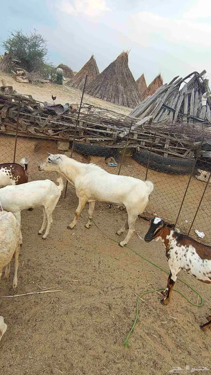 تيوس بلدي فحول مشروطه 4