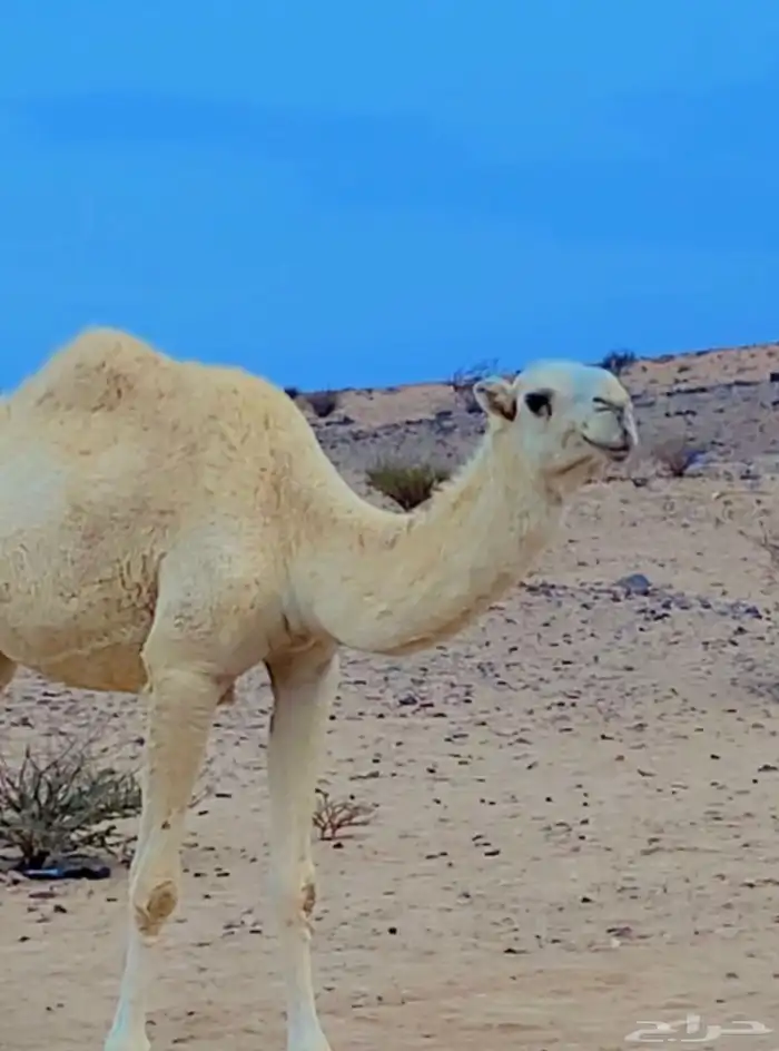 بكره وضحى ضغط غالي لقيه على جميع الشروط 2