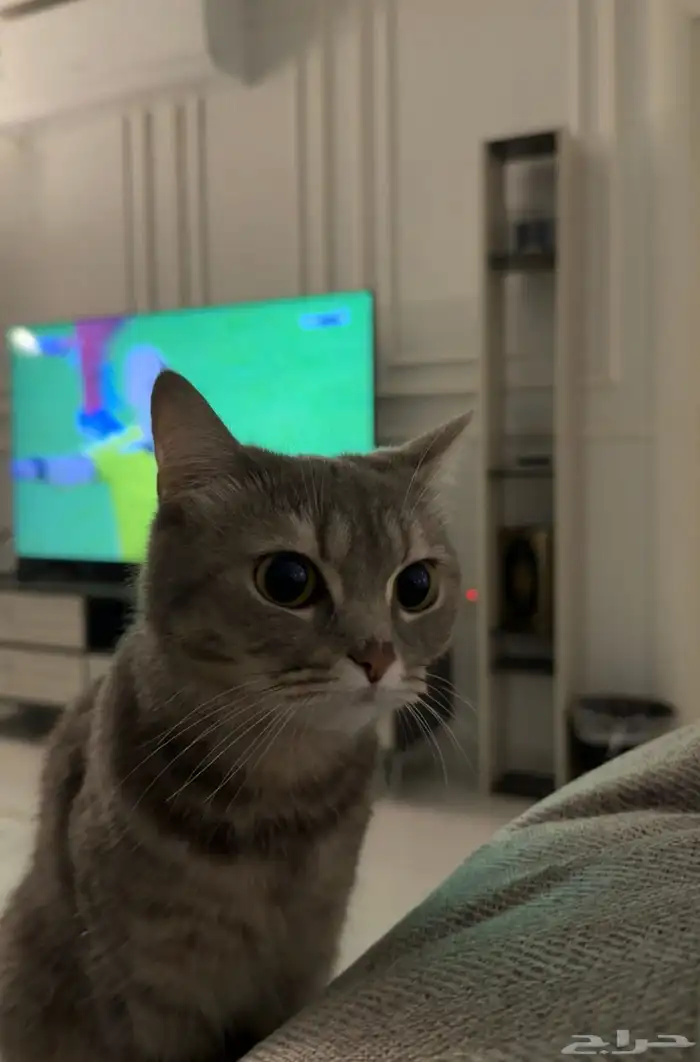 قطه أنثى عمر سنتين للتبني اليوم فقط 2025 11 14 1