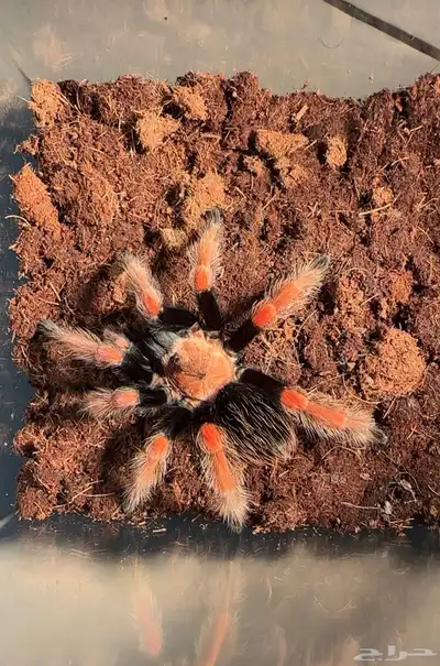 عنكبوت ترانتولا مكسيكية index