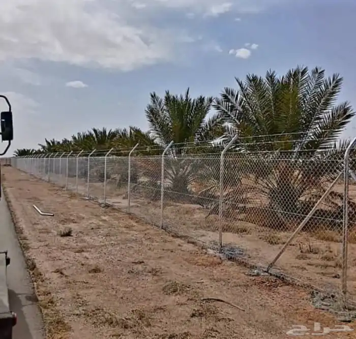 شبوك ونخيل 5