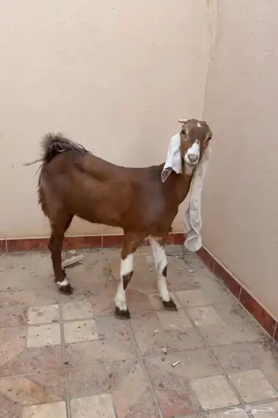 جفره هولندية فاخره 0