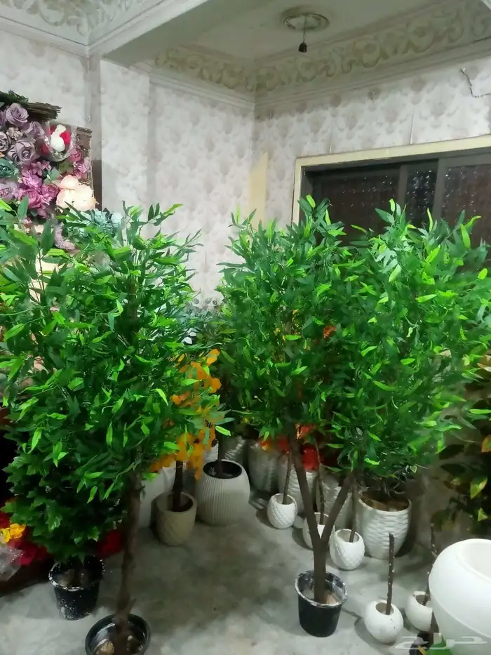 شجر زيتون صناعي وجذع طبيعي تصلح للممرات ومداخل الشقق والكفها 6