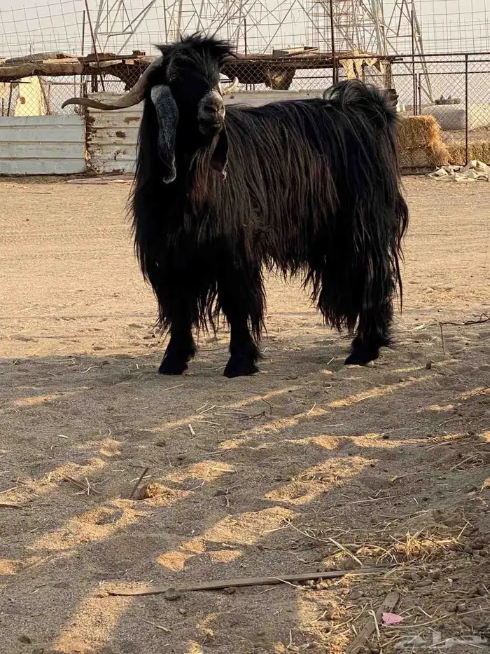 تيس فحل عارضي للبيع 0