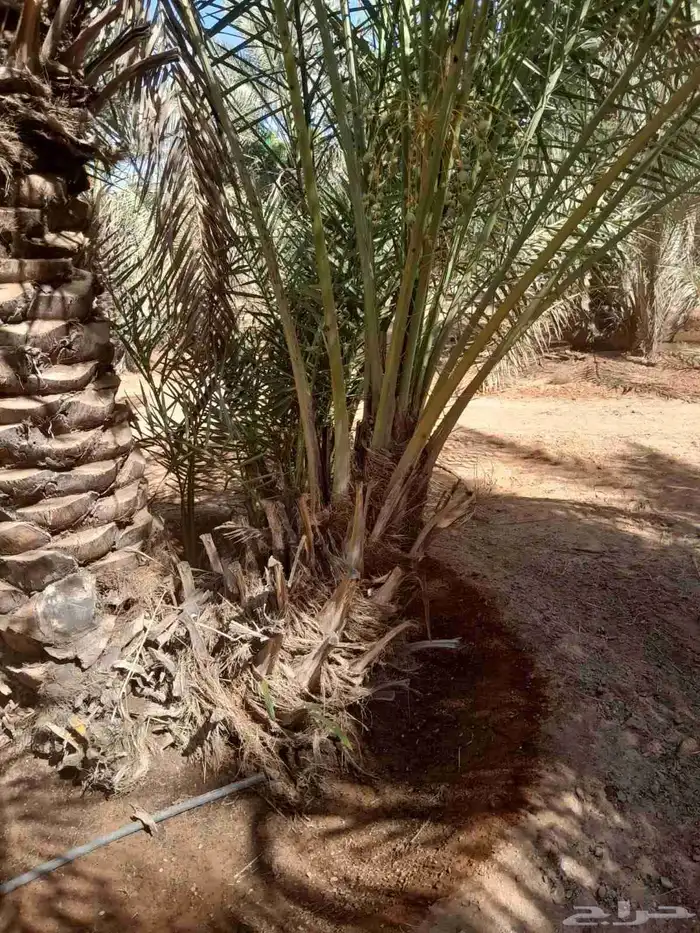 فسايل ونخيل بجميع انواعها 4