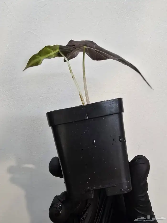 نبات الو كاسيا 9