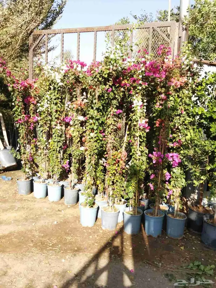 تصميم أحواض زراعية مودرن 3