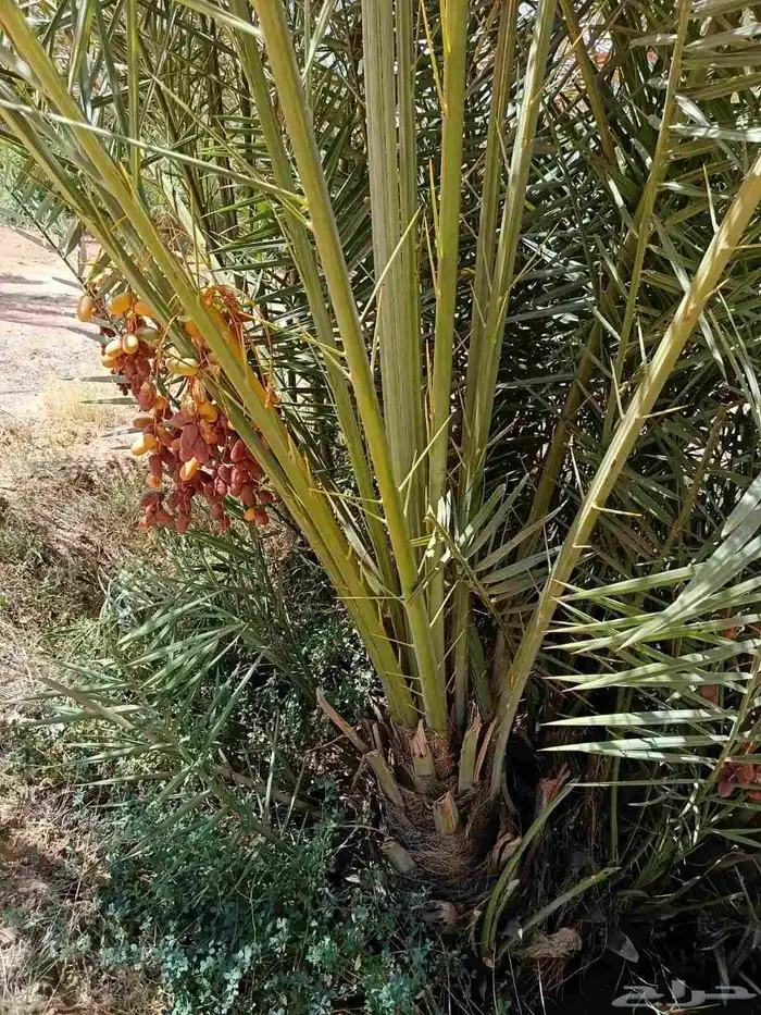 يوجد لدينا توريد جميع انواع نخيل وشبوك 1