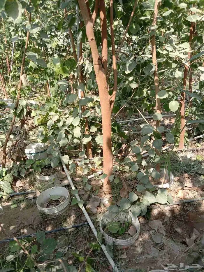 مشاتل الدمام طريق الجبيل 7