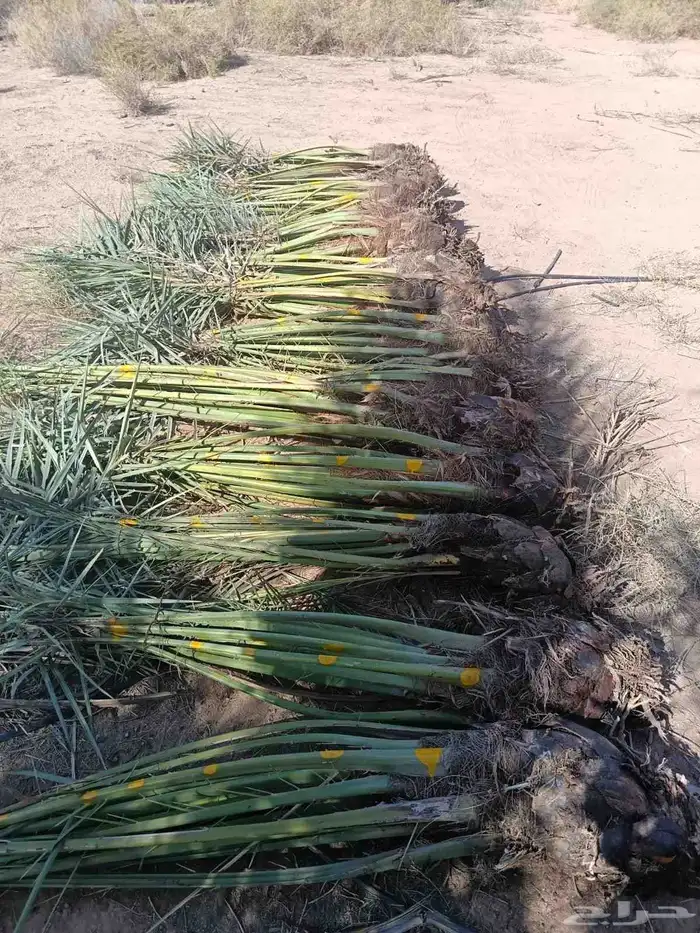 نخل فروخ فسائل جثايت خلاص صقعي برحي مجدول سكري وانواع اخرى 0