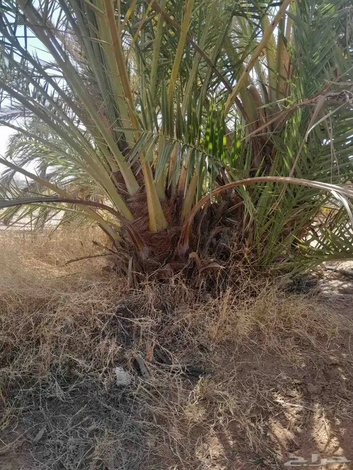 فسايل ونخيل بجميع انواعها 2