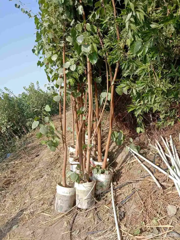 مشاتل الدمام طريق الجبيل 6