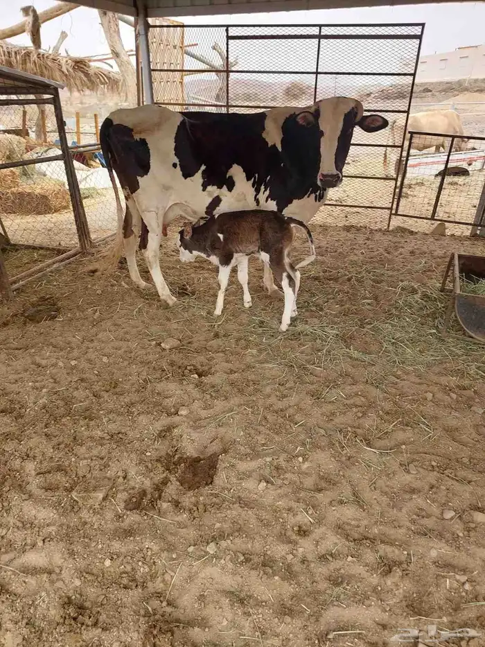 بقرة هولنديه 0