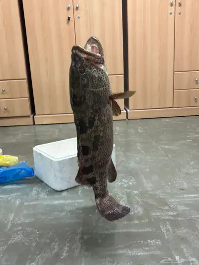 هامور حي index