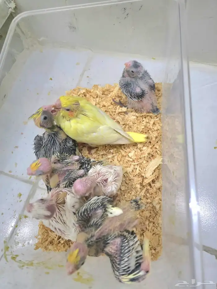 فروخ كروان 0