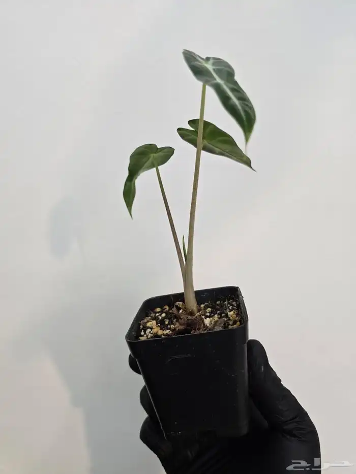 نبات الو كاسيا 5