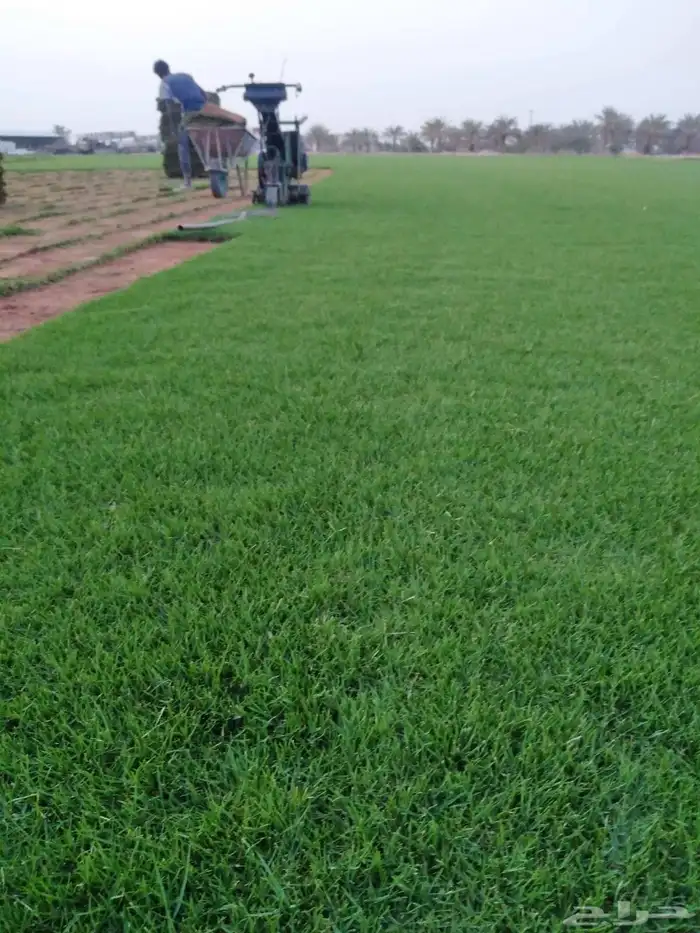 مشاتل الدمام تنسيق حدائق للاشجار السمكات 8