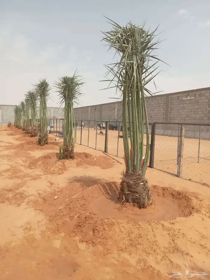 نخل ونخل زينه واشنطني فروخ خلاص برحي سكري شيشي هلالي مجدوله 8