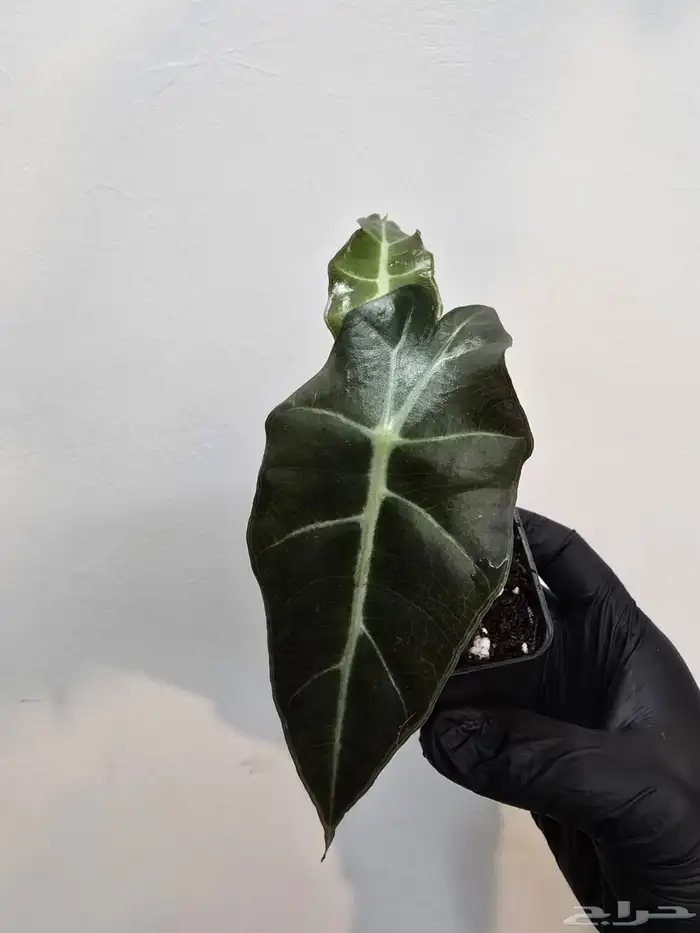 نبات الو كاسيا 4