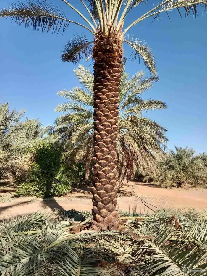 يوجد لدينا نخل عربي وشنطن للبيع 8