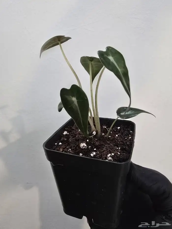 نبات الو كاسيا 7