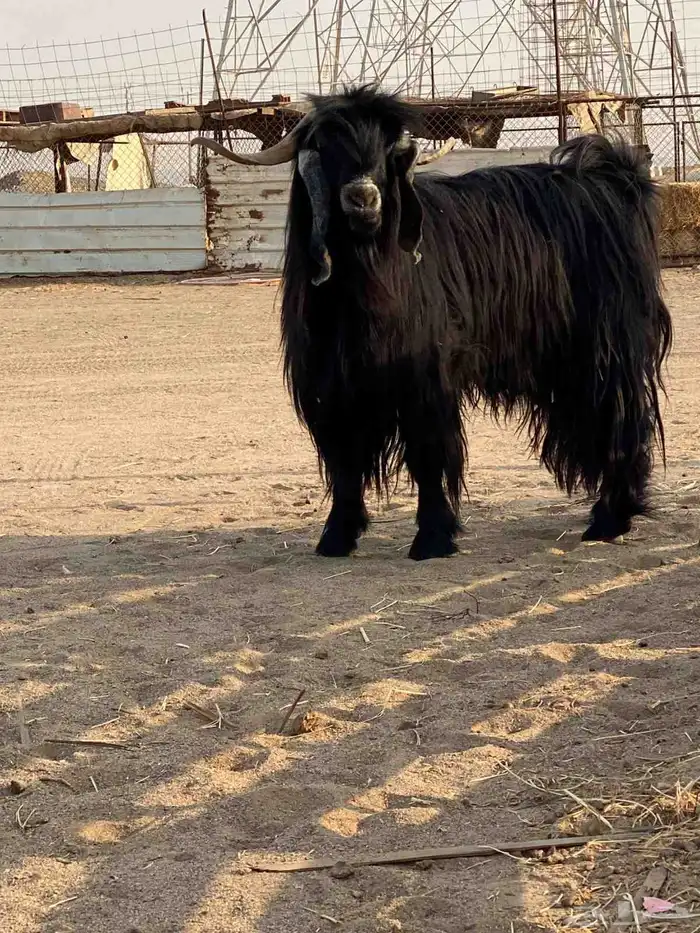 تيس فحل عارضي للبيع 1