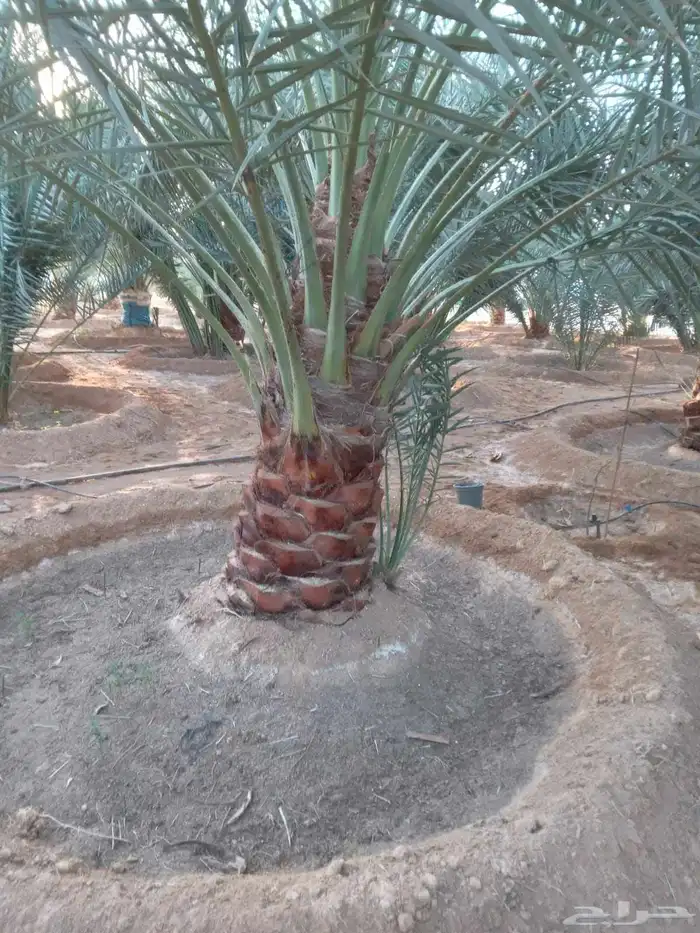 نخل ونخل زينه واشنطني فروخ خلاص برحي سكري شيشي هلالي مجدوله 2