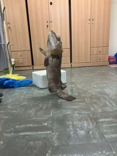 هامور حي index