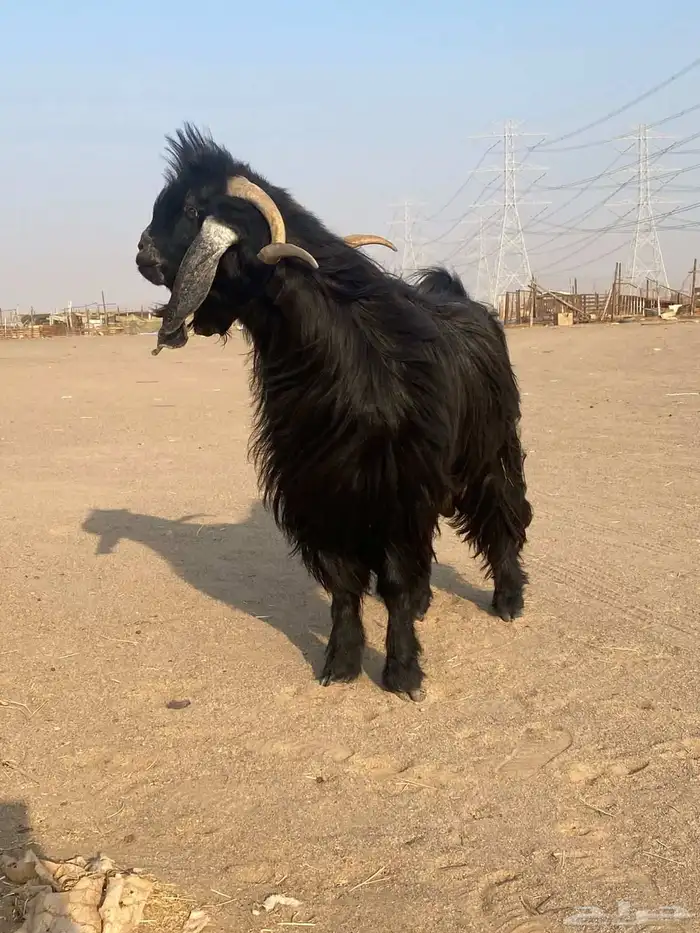 تيس فحل عارضي للبيع 2