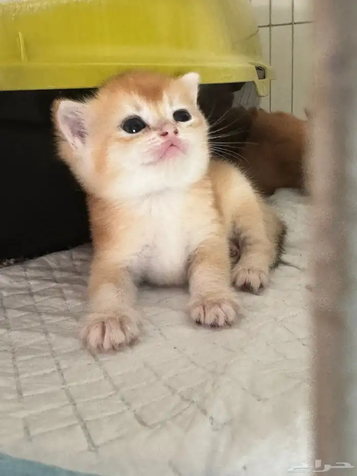 سكوتش قولد للبيع 5