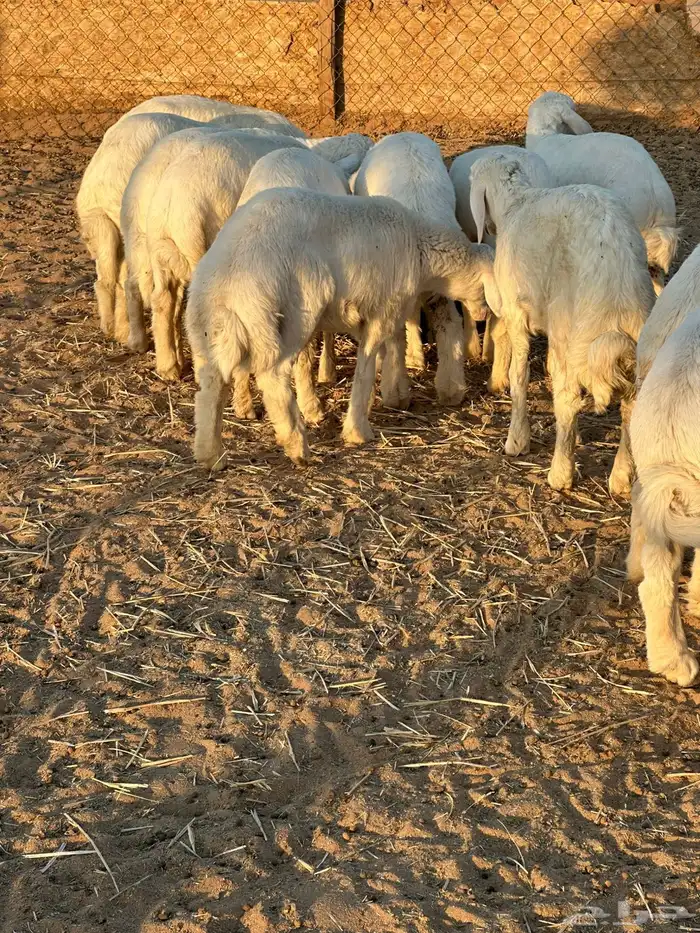 طليان بريه 4