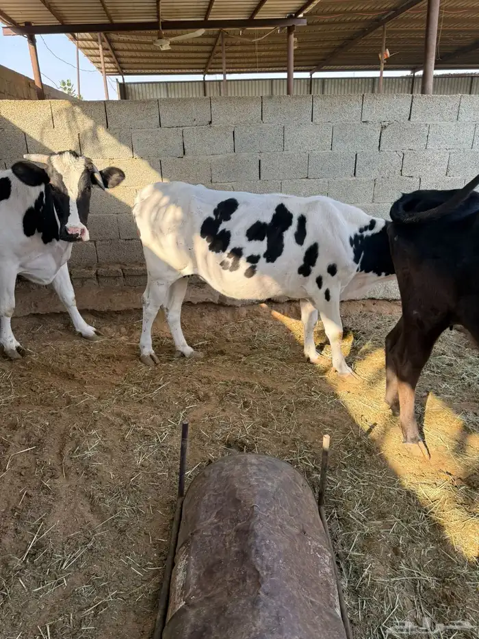 عدد 3 بقرات للبيع 0