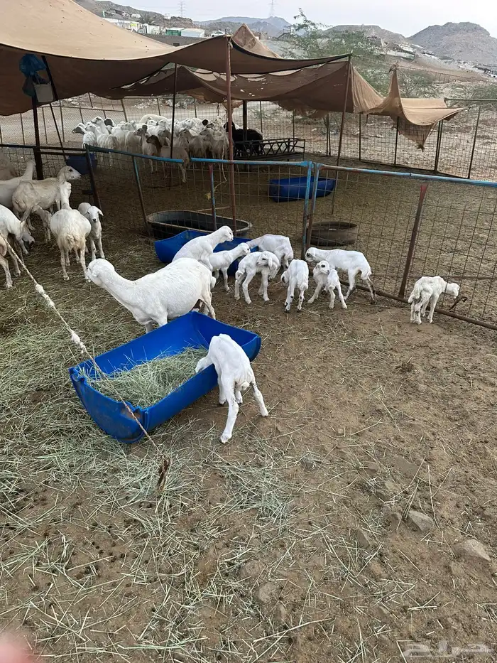 ضان رفيديات 1