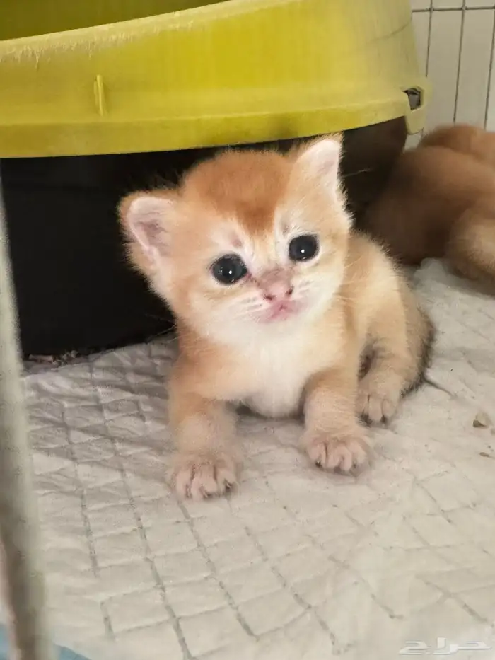 سكوتش قولد للبيع 4