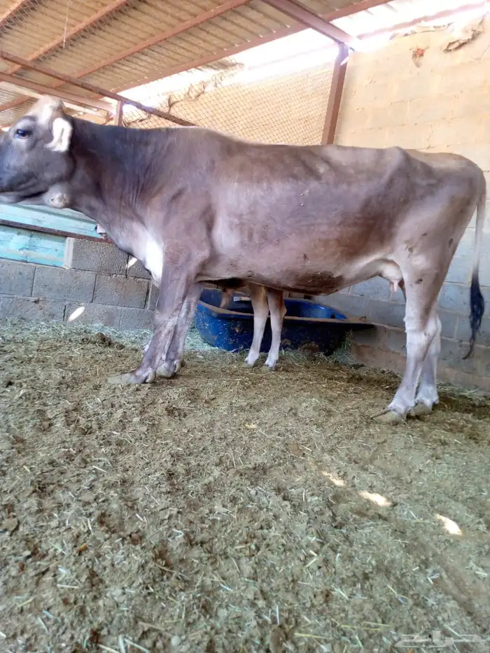 3 بقرات وثور 5