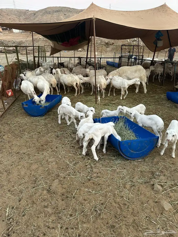 ضان رفيديات 3