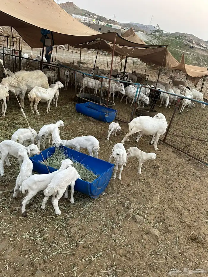 ضان رفيديات 12