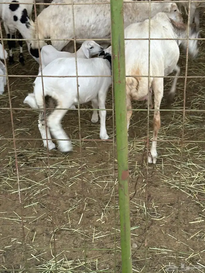 ضان رفيديات 9