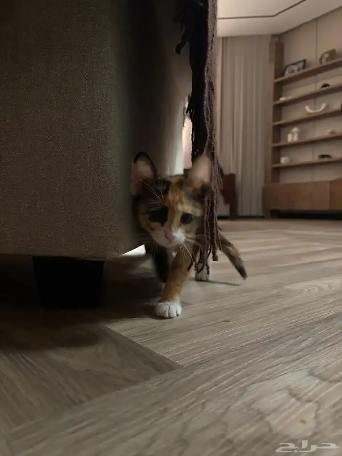 قط للتبني عمرها 3 شهور 0