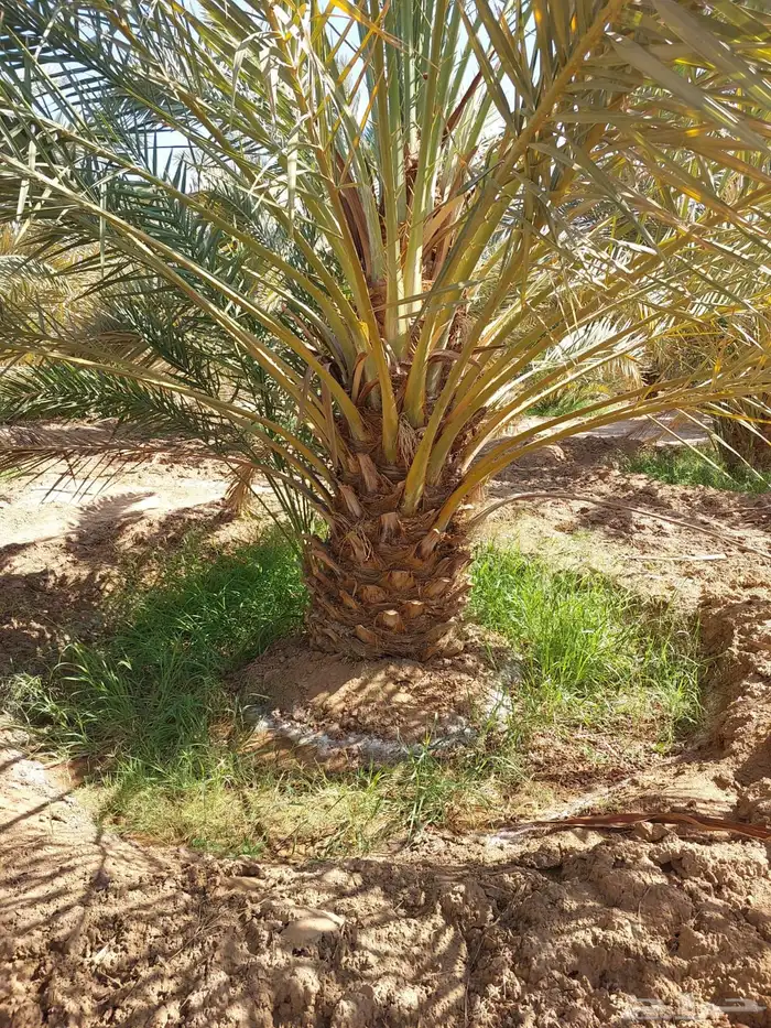 نخيل عربي فسائل نخل نخل عربي نقايل 7