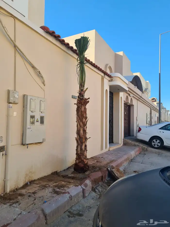 نخيل واشنطونيا للبيع 4