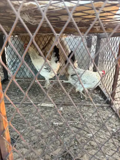 دجاج تركي شرط من الأمراض 0