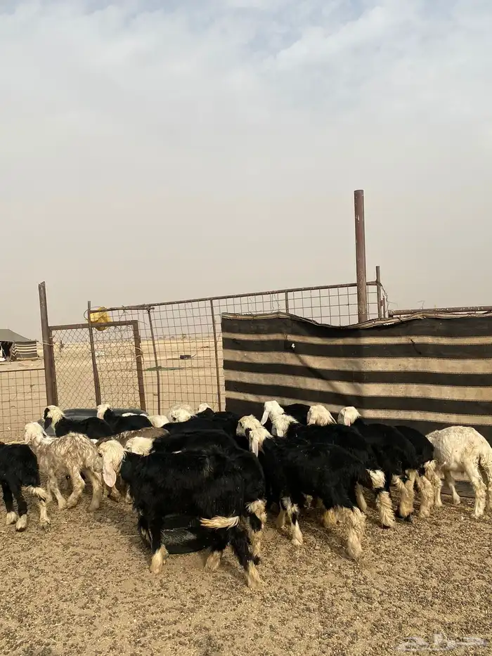 البيع بهم نجد العدد 23 4