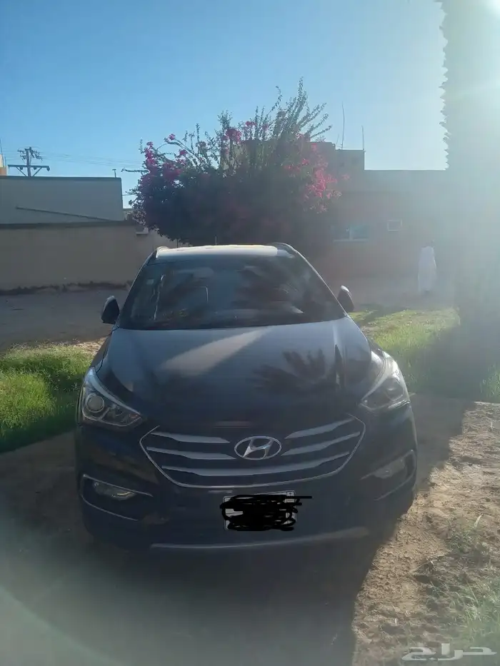 سنتافي وردة للبيع 2017 4